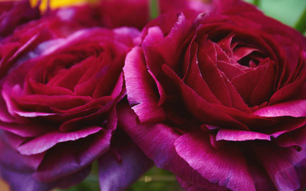 istock Purple ranunculus flowers 1134187835