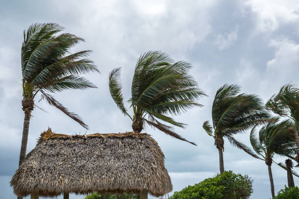 istock Palm trees on the wind in the ocean beach. Bad weather 1134189245