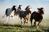 Beautiful landscape in Wild West in USA - Wild horses galloping