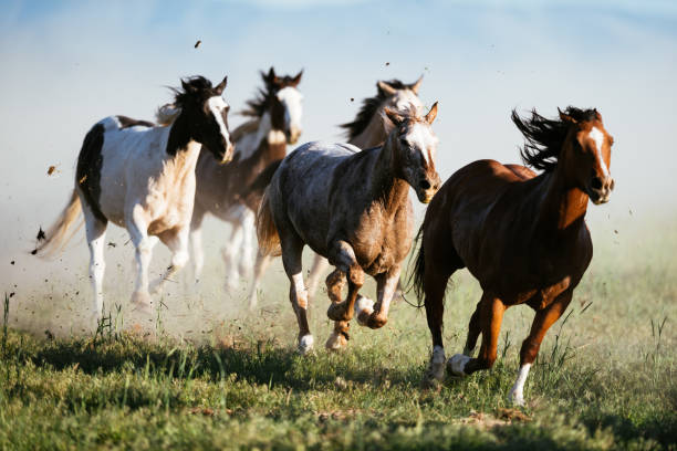 Beautiful landscape in Wild West in USA - Wild horses galloping Beautiful landscape in Wild West in USA with dramatic cloudscape gallop animal gait stock pictures, royalty-free photos & images