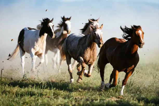 Photo of Beautiful landscape in Wild West in USA - Wild horses galloping