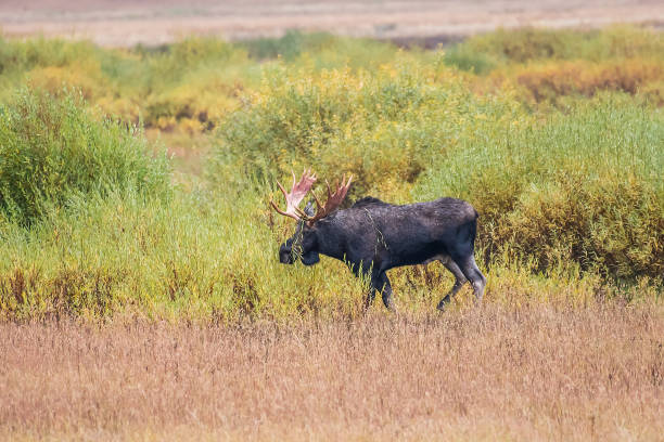 istock Bull moose at dawn after all night rain in Yellowstone 1134192161