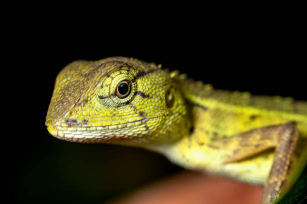 Close up of chameleon on a branch. on black background