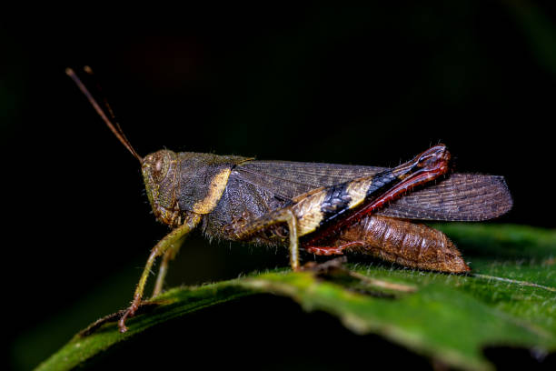istock Closeup of Green grasshopper on a leaf. 1134194331
