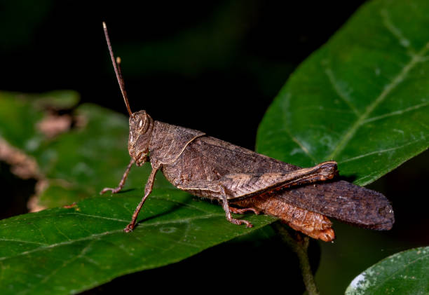 istock Closeup of Green grasshopper on a leaf. 1134194332