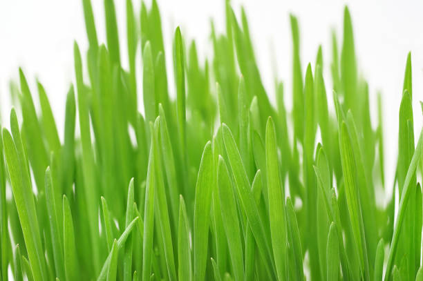 istock Green grass with dew drops sprouted from the wheat grains with roots on a white background 1134195822
