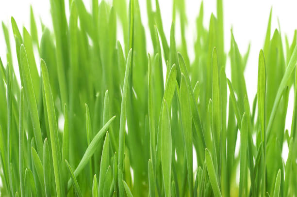 istock Green grass with dew drops sprouted from the wheat grains with roots on a white background 1134195839