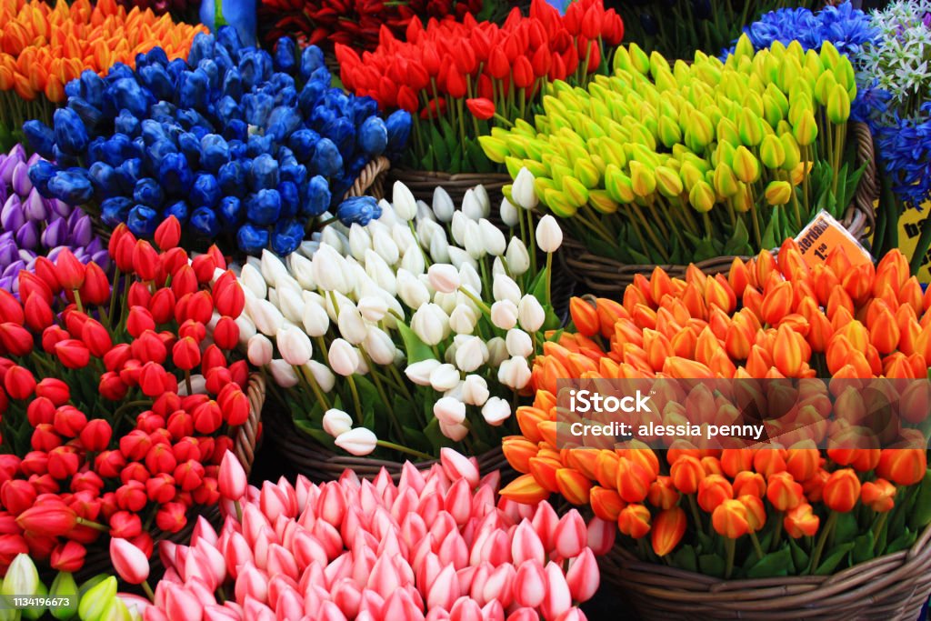 Colorati Tulipani Finti Ecco I Soliti Souvenir E Regali Portati A Casa Da  Un Viaggio Ad Amsterdam - Fotografie stock e altre immagini di Affari -  iStock