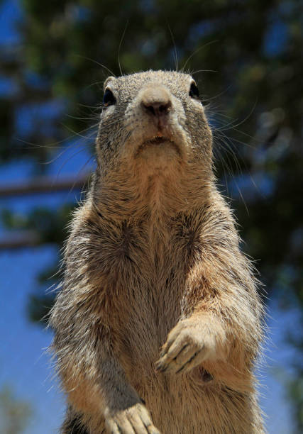 istock Curious squirrel at Grand Canyon national park 1134196674