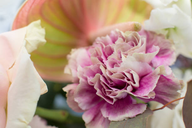 istock Macro delicate fresh pink rose  flower. Wedding fresh flowers decoration. 1134198472