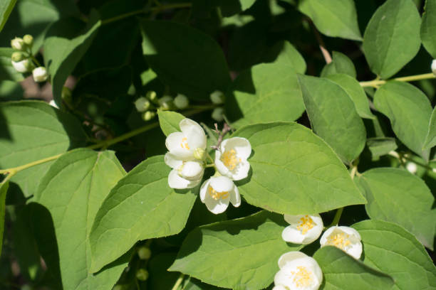 istock Small white flowers in the leafage of Philadelphus coronarius 1134201568