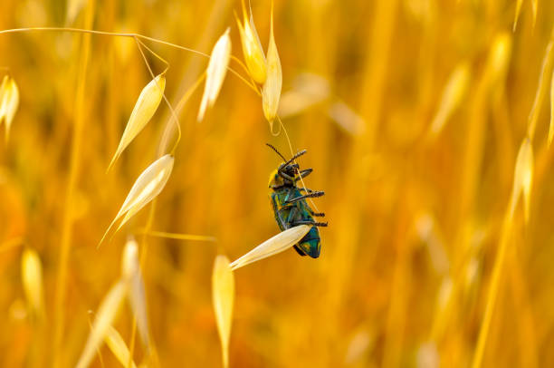 Beautiful Jewel Beetles (Ehrenbergi's ) insect