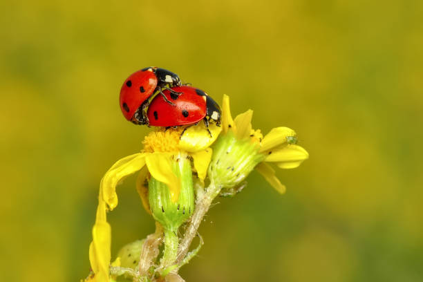 istock Beautiful laybug sitting on flower in a summer garden 1134203815