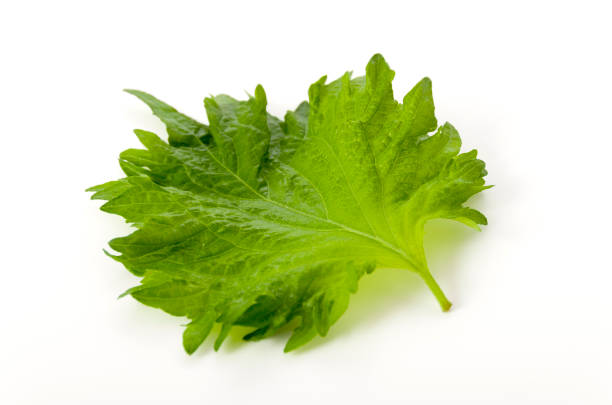 istock fresh green shiso (perilla)  or oba leaf on white background 1134212053