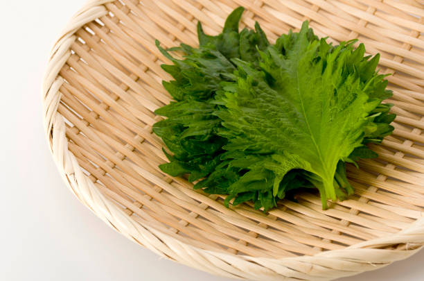 istock fresh green shiso (perilla)  or oba leaf on a bamboo colander on white background 1134212778