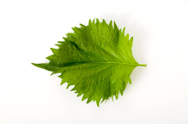 istock fresh green shiso (perilla)  or oba leaf on white background 1134213506