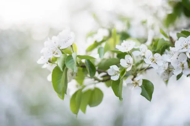 Photo of Blooming white flowers fruit tree: Apple, pear in the garden in early spring. Horizontal photography
