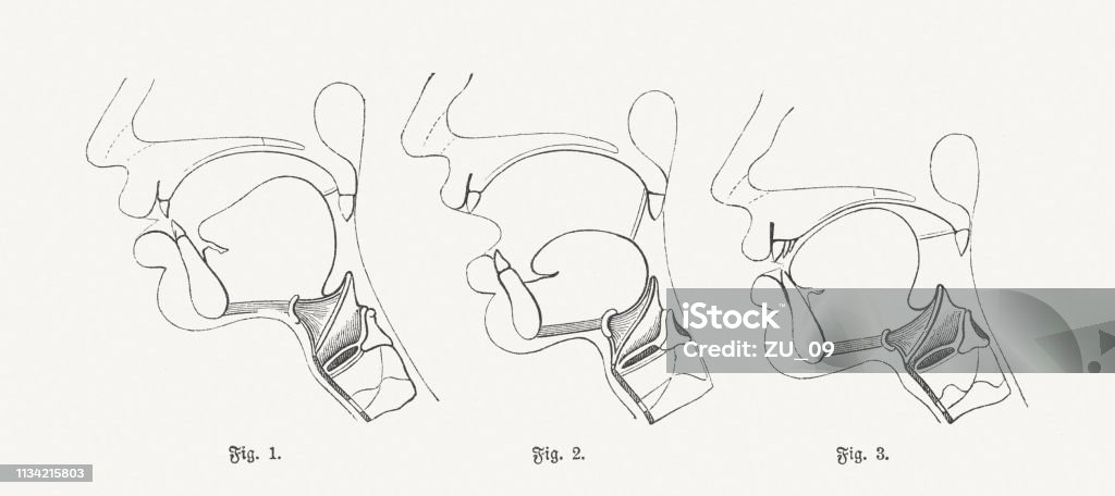 Generation of speech sounds with the vocal organs in humans Generation of speech sounds with the vocal organs in humans: 1) Generation of vocal "u"; 2) Generation of vocal "a"; 3) Generation of vocal "i". Wood engravings, published in 1897. Mouth stock illustration