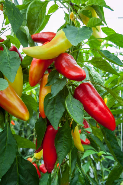 istock large plant, red orange and green peppers 1134215853