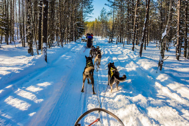 istock Ride on Finnish Husky Dog 1134217033