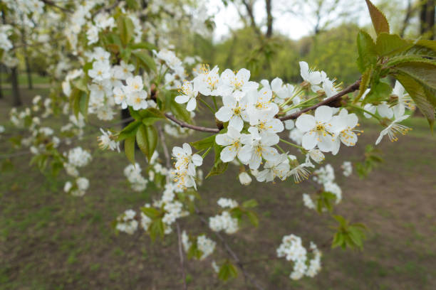 istock Five petaled white flowers of cherry in spring 1134222137