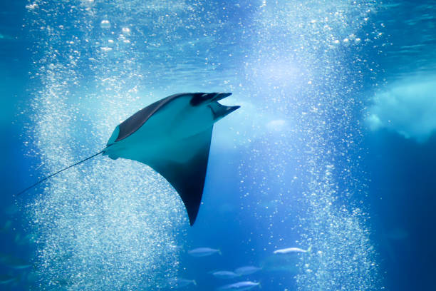 stingray nadando en el agua azul. - gorgon fotografías e imágenes de stock