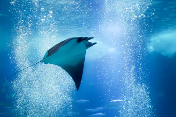 Stingray swimming in the blue water.