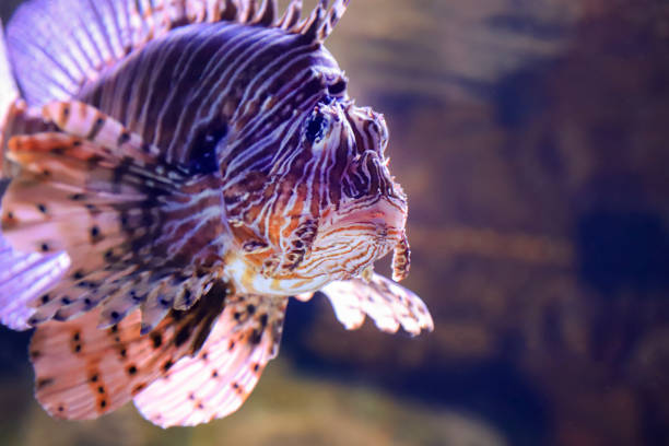 istock Lion fish in the dark water, close up. 1134224172