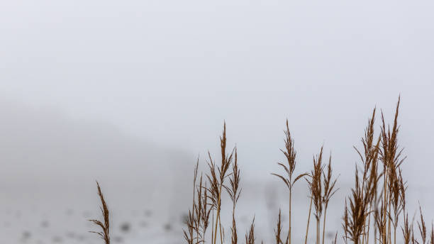 coastal straws in fog Straws on the cost of Särö Sweden with foggy background årstid stock pictures, royalty-free photos & images