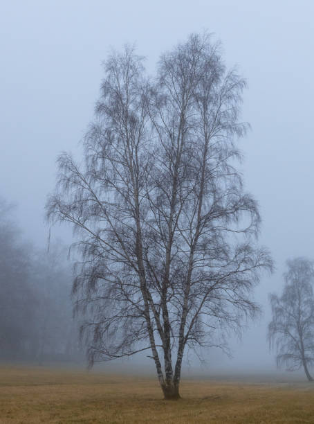 One tree in fog One beatiful tree in fog årstid stock pictures, royalty-free photos & images