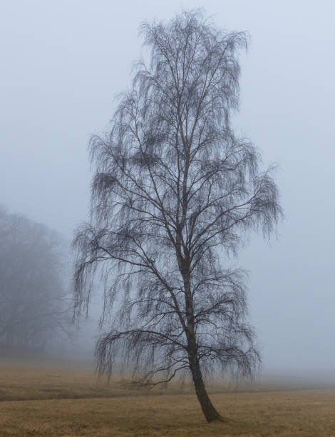 One tree in fog One beatiful tree in fog årstid stock pictures, royalty-free photos & images