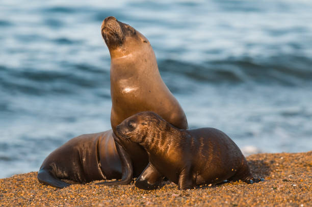 sea lion cub and his mother - elephant seal puppy cub seal imagens e fotografias de stock