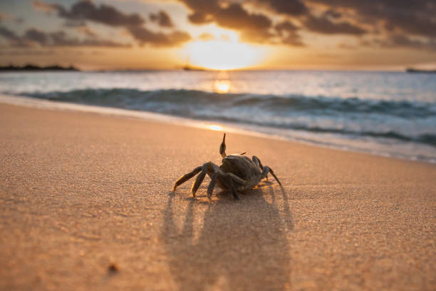 Crab in a beautiful beach with a sunset