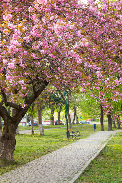 istock Pink sakura blossom in Uzhgorod, Ukraine 1134228620