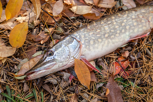 Fishing concept, trophy catch - big freshwater pike fish know as Esox Lucius just taken from the water. Freshwater Northern pike fish know as Esox Lucius on yellow leaves at autumn time.