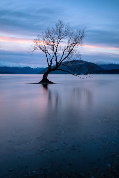 istock The Most Famous Tree In The World At Lake Wanaka 1134229877