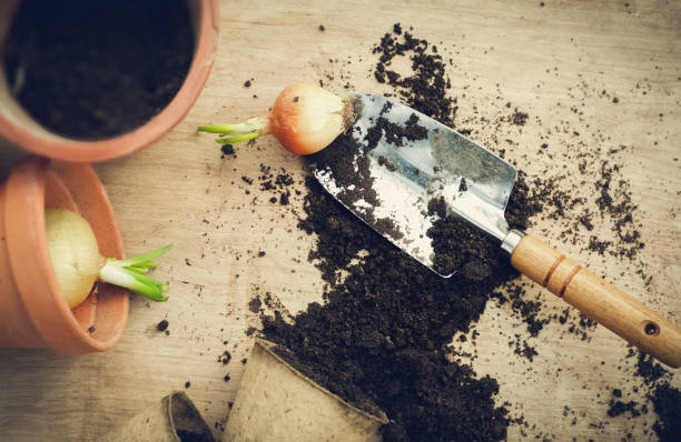 Still life of plant bulbs and gardening tools stock photo