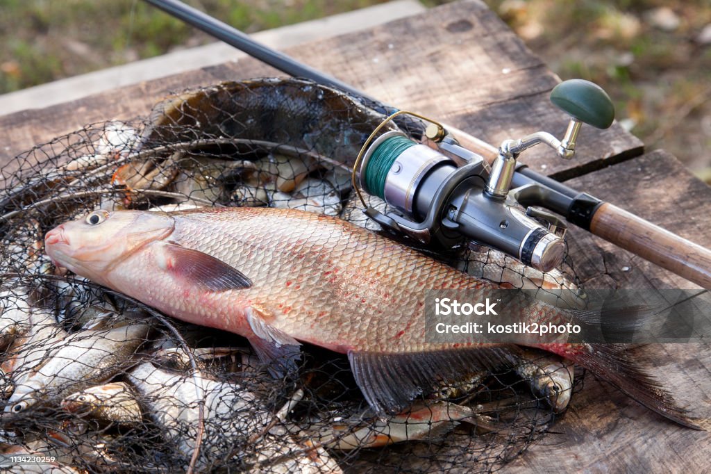 https://media.istockphoto.com/id/1134230259/photo/trophy-fishing-big-freshwater-common-bream-fish-and-fishing-rod-with-reel-on-landing-net.jpg?s=1024x1024&w=is&k=20&c=6hRYuls_aj8KSoF1MopmBjiPDtW957XDKEFUiqdh0iI=