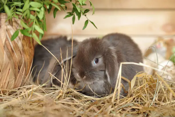 Photo of Little gray rabbits sit on dry hay. Easter holiday and decor with little bunnies.