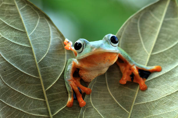 istock Flying frog looking around on leaves, tree frog on leaves 1134231864