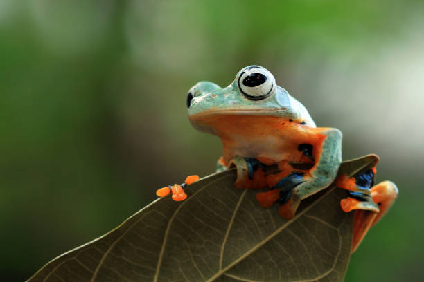istock Flying frog looking around on leaves, tree frog on leaves 1134231865