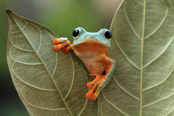istock Flying frog looking around on leaves, tree frog on leaves 1134232512
