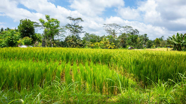 istock Lush green rice field or paddy in Bali 1134232547