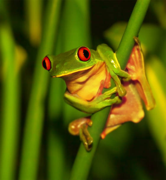 istock Little cute green frog with red eyes 1134232976
