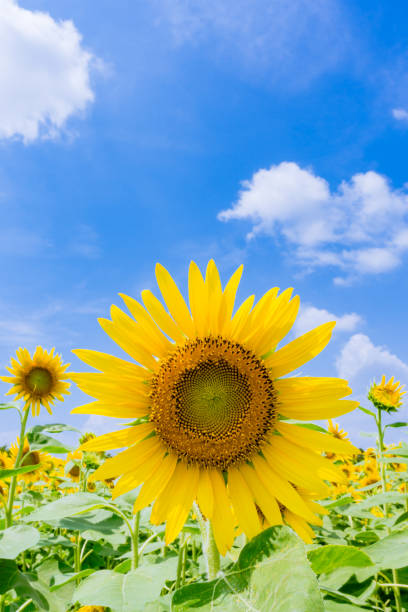 istock Sunflowers look up the hot summer blue sky! 1134233036
