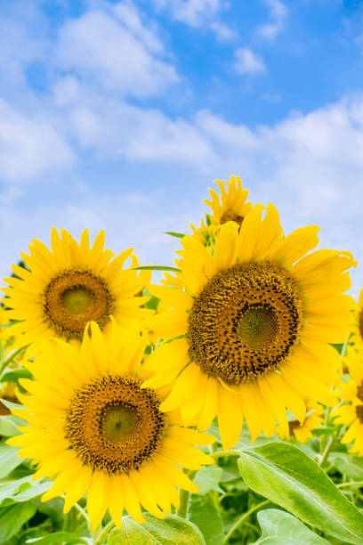 istock Sunflowers look up the hot summer blue sky! 1134233088