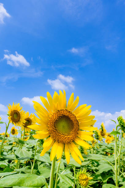 istock Sunflowers look up the hot summer blue sky! 1134233116