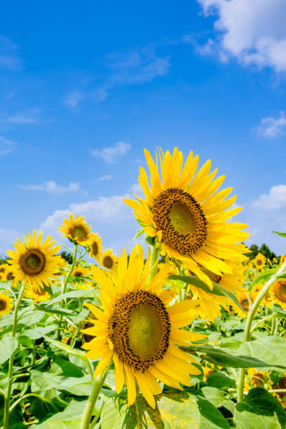 istock Sunflowers look up the hot summer blue sky! 1134233161