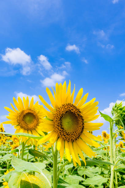 istock Sunflowers look up the hot summer blue sky! 1134233227