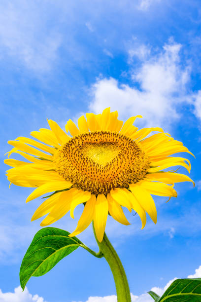 istock Sunflowers look up the hot summer blue sky! 1134233248